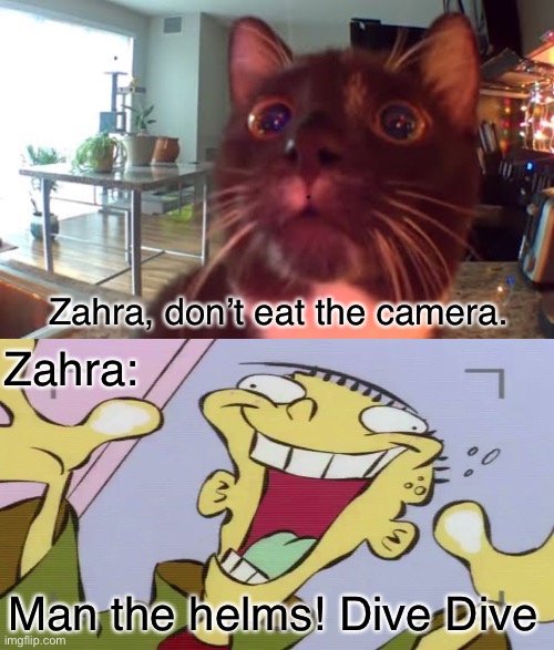 Zahra, don’t eat the camera. Zahra:; Man the helms! Dive Dive | image tagged in cats,ed edd n eddy,camera | made w/ Imgflip meme maker
