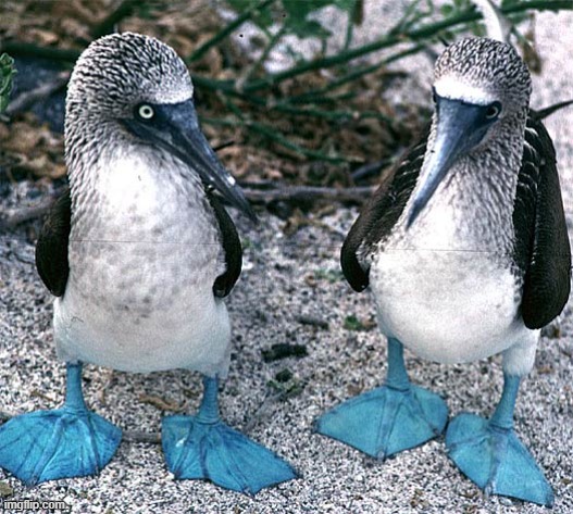 o | image tagged in blue footed boobies | made w/ Imgflip meme maker