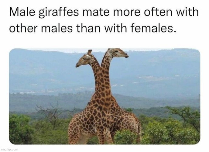 Giraffes sound a bit like me | image tagged in lgbtq,giraffe,relartable,bisexual,prefer boys though | made w/ Imgflip meme maker
