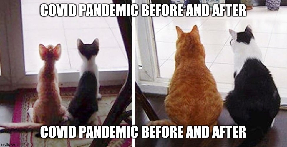 fat cats | COVID PANDEMIC BEFORE AND AFTER; COVID PANDEMIC BEFORE AND AFTER | image tagged in fat cats | made w/ Imgflip meme maker