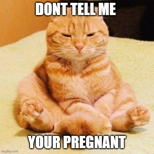 chonky cat | DONT TELL ME YOUR PREGNANT | image tagged in chonky cat | made w/ Imgflip meme maker