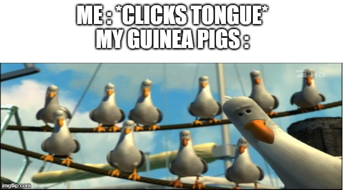 They just start squeaking like mad |  ME : *CLICKS TONGUE*
MY GUINEA PIGS : | image tagged in guinea pig,meme,mine seagull | made w/ Imgflip meme maker