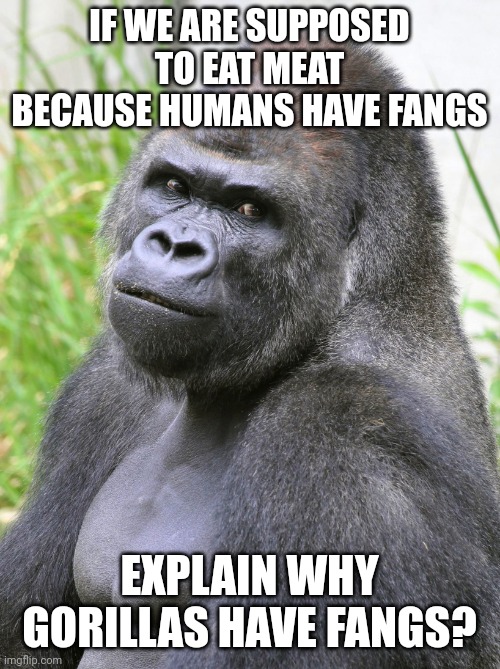 Explain that meat eaters!? | IF WE ARE SUPPOSED TO EAT MEAT BECAUSE HUMANS HAVE FANGS; EXPLAIN WHY GORILLAS HAVE FANGS? | image tagged in hot gorilla,memes,vegetarian,vegan,vegans,vegans do everthing better even fart | made w/ Imgflip meme maker