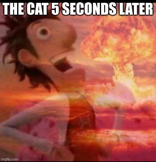 MushroomCloudy | THE CAT 5 SECONDS LATER | image tagged in mushroomcloudy | made w/ Imgflip meme maker