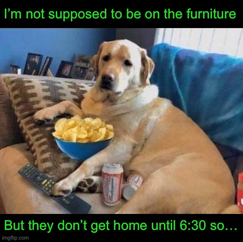 Hoomans Away and Doggo Will Play | I’m not supposed to be on the furniture; But they don’t get home until 6:30 so… | image tagged in funny memes,funny dog memes | made w/ Imgflip meme maker