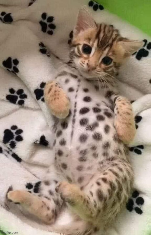 camouflaged cat | image tagged in camouflaged cat | made w/ Imgflip meme maker
