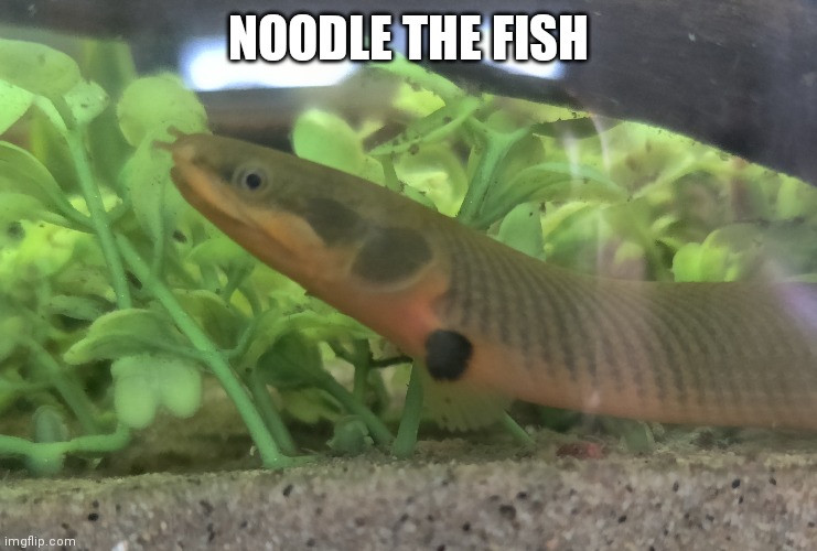 Noodle | NOODLE THE FISH | made w/ Imgflip meme maker