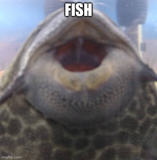 FISH | made w/ Imgflip meme maker