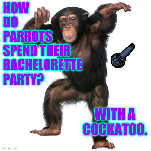 Monkey stand-up. | HOW
DO
PARROTS
SPEND THEIR
BACHELORETTE
PARTY? WITH A COCKATOO. | image tagged in memes,monkey stand-up | made w/ Imgflip meme maker