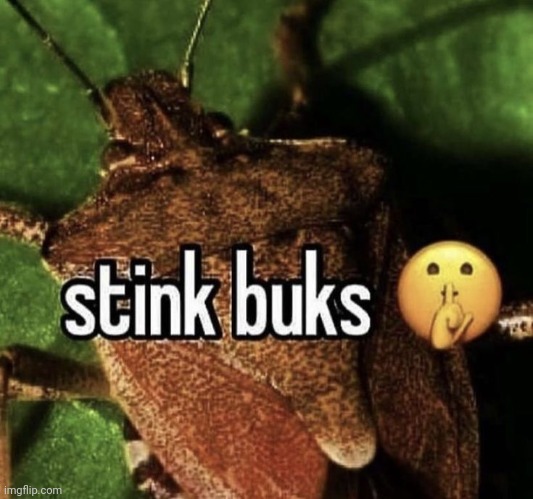 stink buks | made w/ Imgflip meme maker