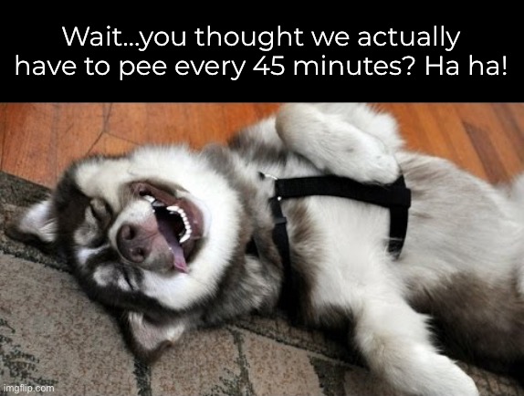 Wait…you thought we actually have to pee every 45 minutes? Ha ha! | made w/ Imgflip meme maker