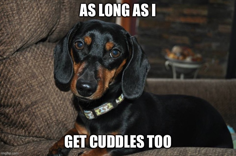 Cute dog | AS LONG AS I; GET CUDDLES TOO | image tagged in weiner dog,cuddle | made w/ Imgflip meme maker