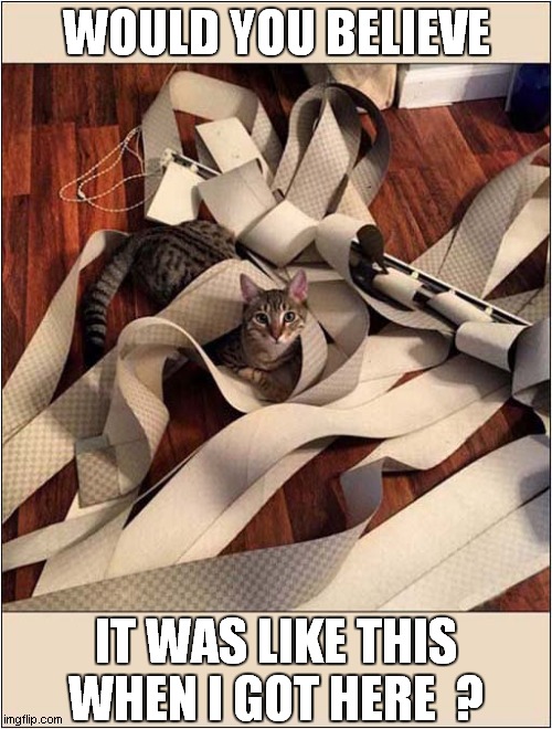 Cat Vs Blind | WOULD YOU BELIEVE; IT WAS LIKE THIS WHEN I GOT HERE  ? | image tagged in cat,versus,blind,denial | made w/ Imgflip meme maker