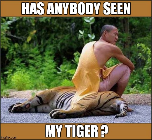 Lost Cat ! | HAS ANYBODY SEEN; MY TIGER ? | image tagged in cats,lost cat,tiger,buddist monk | made w/ Imgflip meme maker