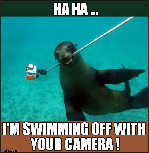 The Cruel Seal ! | HA HA ... I'M SWIMMING OFF WITH
 YOUR CAMERA ! | image tagged in seal,stealing,camera,visual pun | made w/ Imgflip meme maker