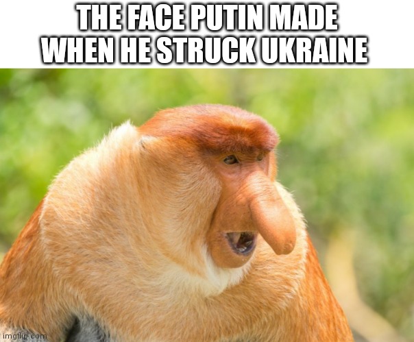 Proboscis monkey | THE FACE PUTIN MADE WHEN HE STRUCK UKRAINE | image tagged in proboscis monkey,vladimir putin,putin cheers,funny | made w/ Imgflip meme maker
