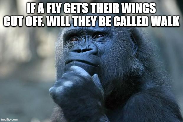 Im not gonna even ask | IF A FLY GETS THEIR WINGS CUT OFF. WILL THEY BE CALLED WALK | image tagged in deep thoughts,question,fly,walking | made w/ Imgflip meme maker
