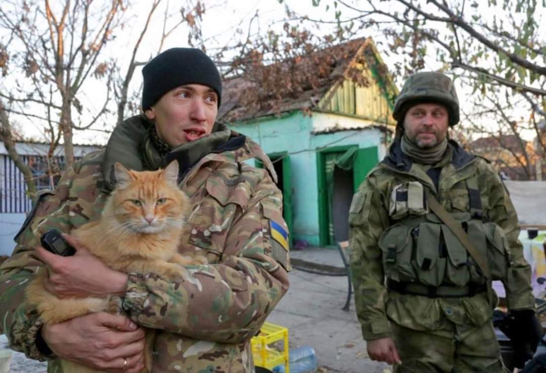 Ukrainian War Cat Blank Meme Template