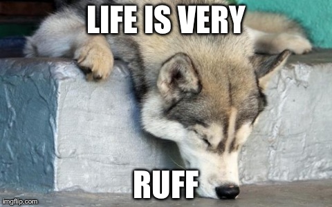 Pun used right | LIFE IS VERY RUFF | image tagged in husky,dogs | made w/ Imgflip meme maker