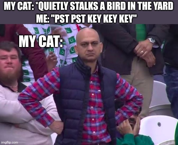 Disappointed Man | MY CAT: *QUIETLY STALKS A BIRD IN THE YARD; ME: "PST PST KEY KEY KEY"; MY CAT: | image tagged in disappointed man | made w/ Imgflip meme maker
