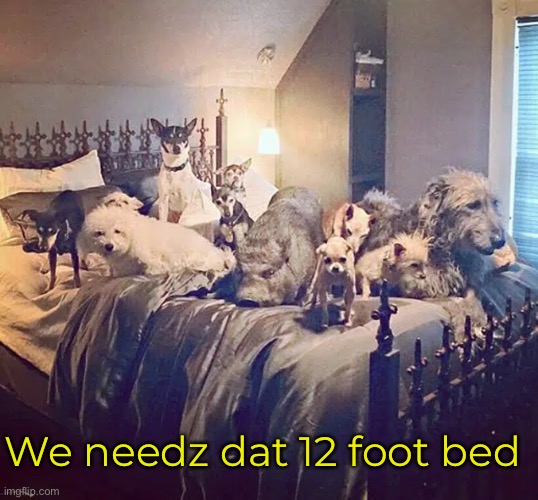 We needz dat 12 foot bed | made w/ Imgflip meme maker