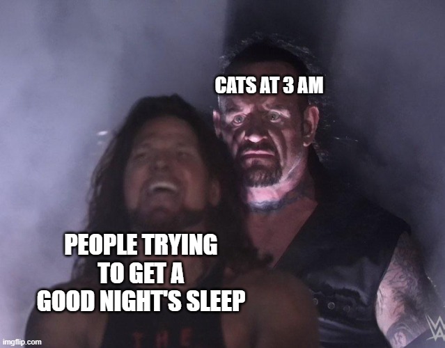 For those that have a cat. | CATS AT 3 AM; PEOPLE TRYING TO GET A GOOD NIGHT'S SLEEP | image tagged in undertaker | made w/ Imgflip meme maker