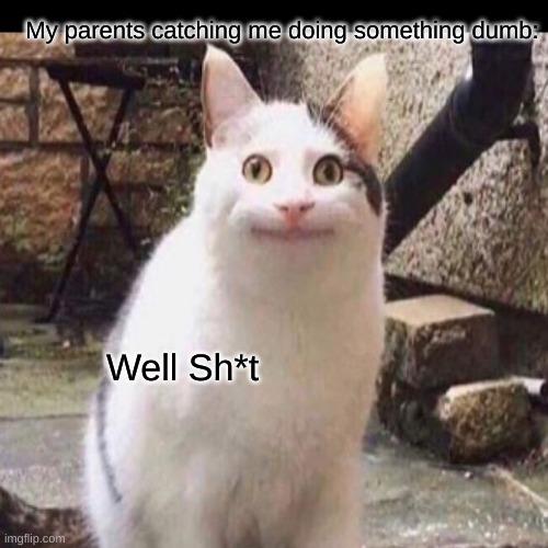 My parents catching me doing something dumb:; Well Sh*t | image tagged in lolcats,welp,parents,scary,dumb,funny | made w/ Imgflip meme maker