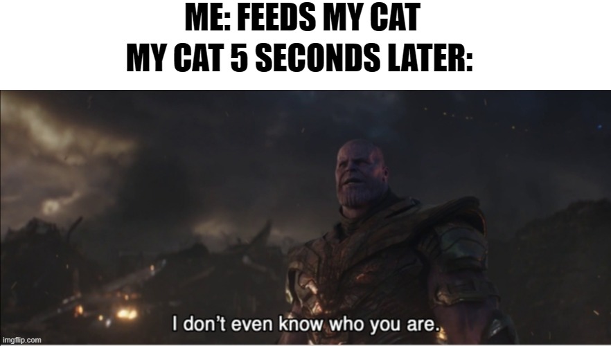 cat life | ME: FEEDS MY CAT; MY CAT 5 SECONDS LATER: | image tagged in i don't even know who you are | made w/ Imgflip meme maker