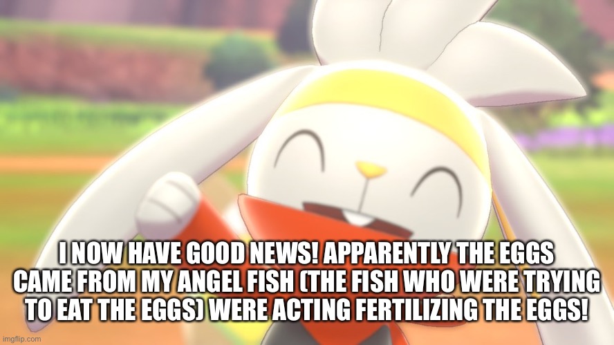 IM RELIEVED | I NOW HAVE GOOD NEWS! APPARENTLY THE EGGS CAME FROM MY ANGEL FISH (THE FISH WHO WERE TRYING TO EAT THE EGGS) WERE ACTING FERTILIZING THE EGGS! | image tagged in raboot happy | made w/ Imgflip meme maker