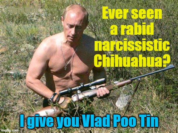 Rabid Chihuahua |  Yarra Man; Ever seen a rabid narcissistic Chihuahua? I give you Vlad Poo Tin | image tagged in ukraine,putin,russia,murderer,narcissist | made w/ Imgflip meme maker