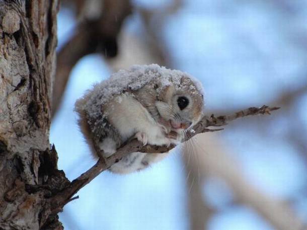 image tagged in animals,cute