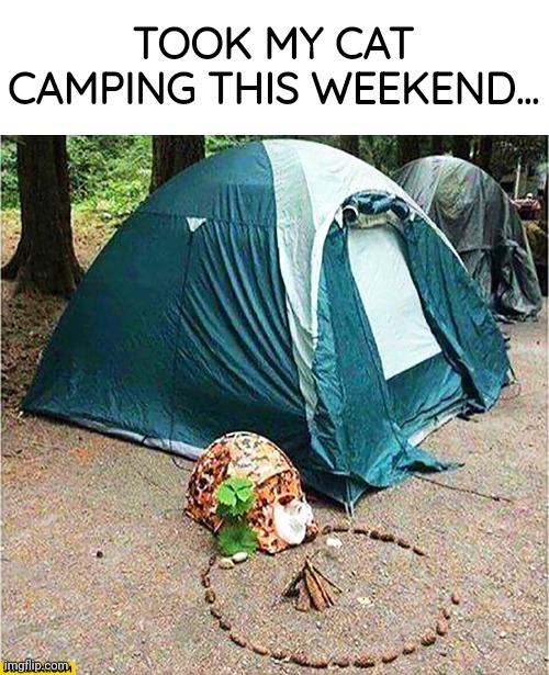 relaxing | TOOK MY CAT CAMPING THIS WEEKEND... | image tagged in cats | made w/ Imgflip meme maker