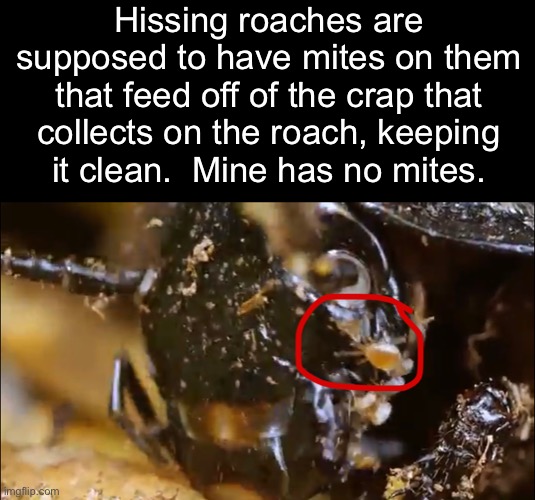 Hissing roaches are supposed to have mites on them that feed off of the crap that collects on the roach, keeping
it clean.  Mine has no mites. | made w/ Imgflip meme maker