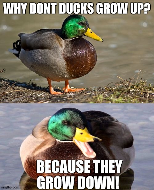 Bad Pun Duck | WHY DONT DUCKS GROW UP? BECAUSE THEY GROW DOWN! | image tagged in bad pun duck | made w/ Imgflip meme maker