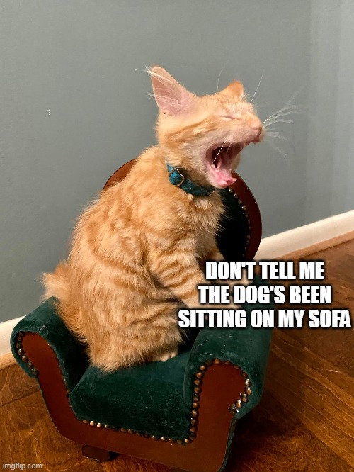 DON'T TELL ME THE DOG'S BEEN SITTING ON MY SOFA | image tagged in meme,memes,humor,cat,cats,kittens | made w/ Imgflip meme maker