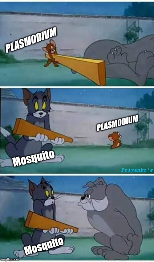 Malaria | PLASMODIUM; PLASMODIUM; Mosquito; Priyanko's; Mosquito | image tagged in tom and jerry plank | made w/ Imgflip meme maker