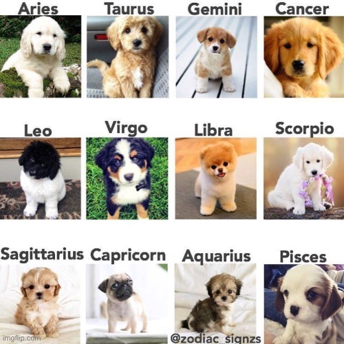 Which cute puppy are you? | image tagged in zodiac | made w/ Imgflip meme maker
