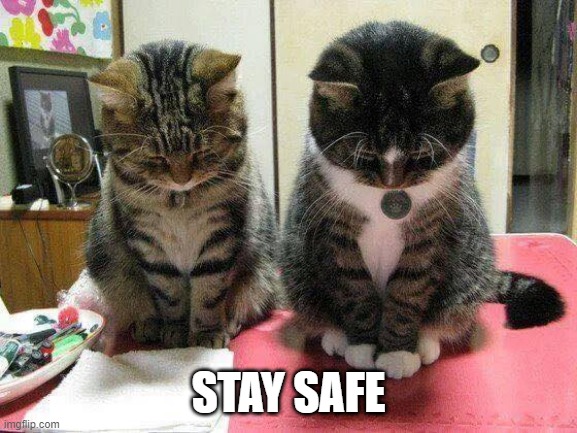 bow cat | STAY SAFE | image tagged in bow cat | made w/ Imgflip meme maker