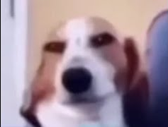 sussy dog Blank Meme Template