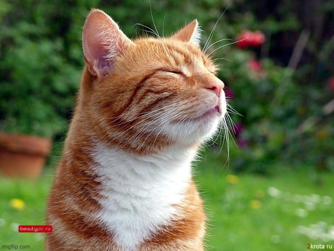 sleepy orange cat | image tagged in cat | made w/ Imgflip meme maker