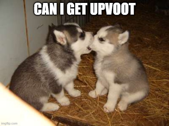 beggar | CAN I GET UPVOOT | image tagged in memes,cute puppies,funny,msmg | made w/ Imgflip meme maker