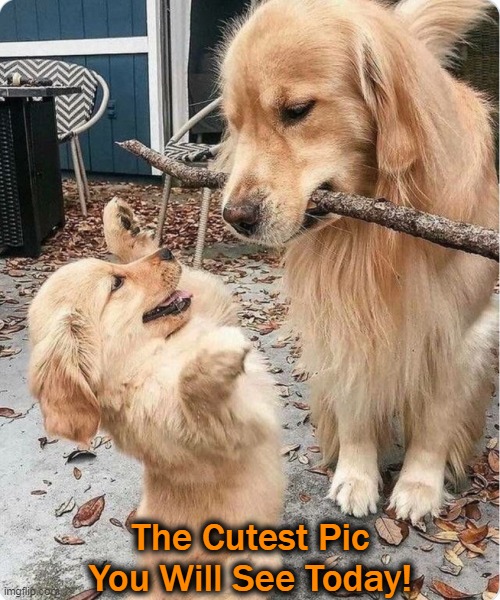 Wholesome Content Making a Comeback! | The Cutest Pic You Will See Today! | image tagged in fun,cute dogs,mother,puppy,puppy love,family | made w/ Imgflip meme maker