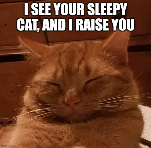 I SEE YOUR SLEEPY CAT, AND I RAISE YOU | made w/ Imgflip meme maker