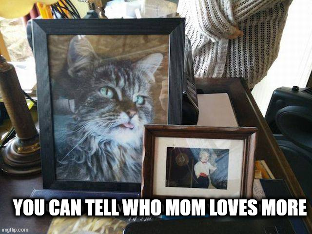 YOU CAN TELL WHO MOM LOVES MORE | image tagged in cats | made w/ Imgflip meme maker