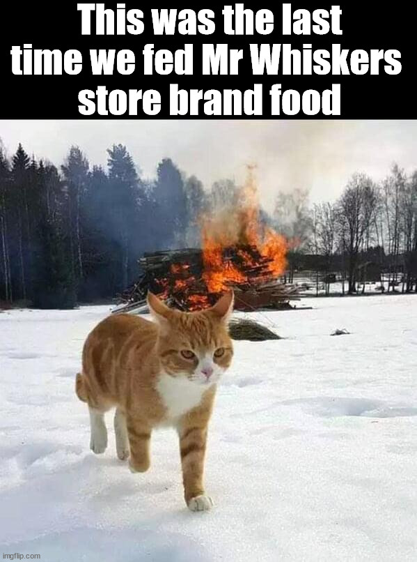 This was the last time we fed Mr Whiskers 
store brand food | image tagged in cats | made w/ Imgflip meme maker