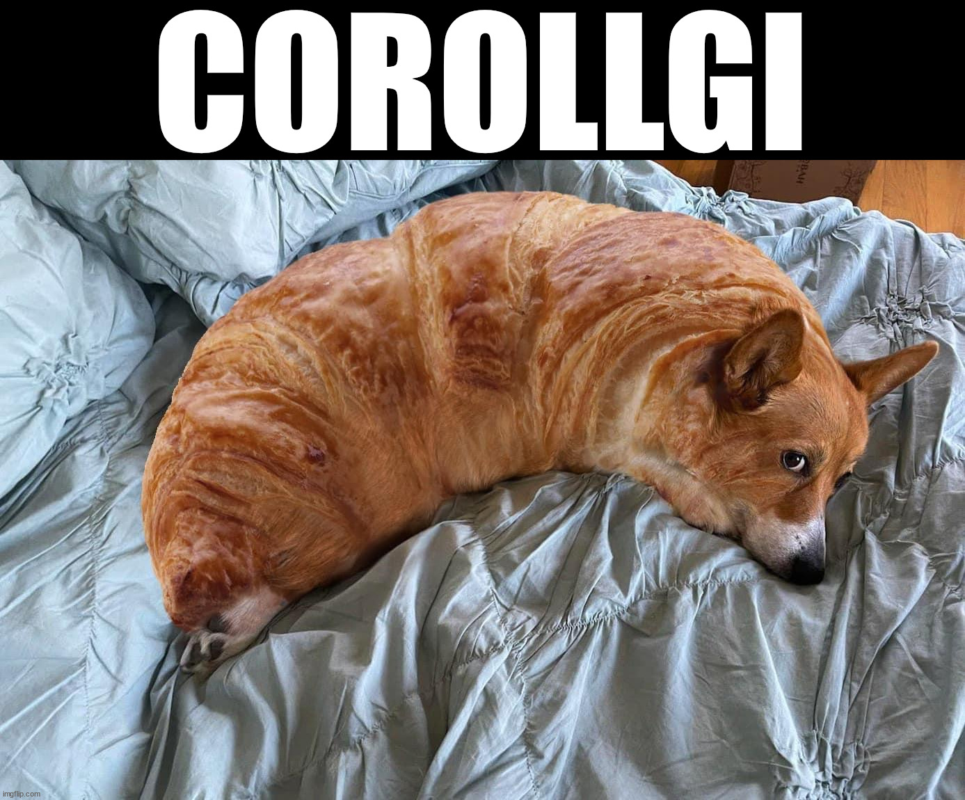 Corgi and a roll ... Corollgi | COROLLGI | image tagged in cursed image | made w/ Imgflip meme maker