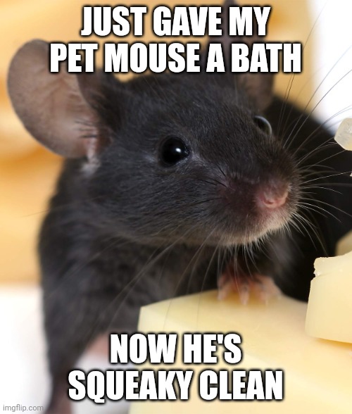 Mousey | JUST GAVE MY PET MOUSE A BATH; NOW HE'S SQUEAKY CLEAN | image tagged in mice | made w/ Imgflip meme maker