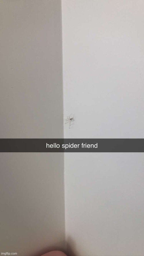 the good thing about living in na is if i see a disgustingly huge spider it’s harmless | made w/ Imgflip meme maker