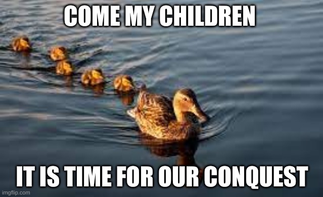 Ducks in a line | COME MY CHILDREN; IT IS TIME FOR OUR CONQUEST | image tagged in duck,conquest,memes | made w/ Imgflip meme maker