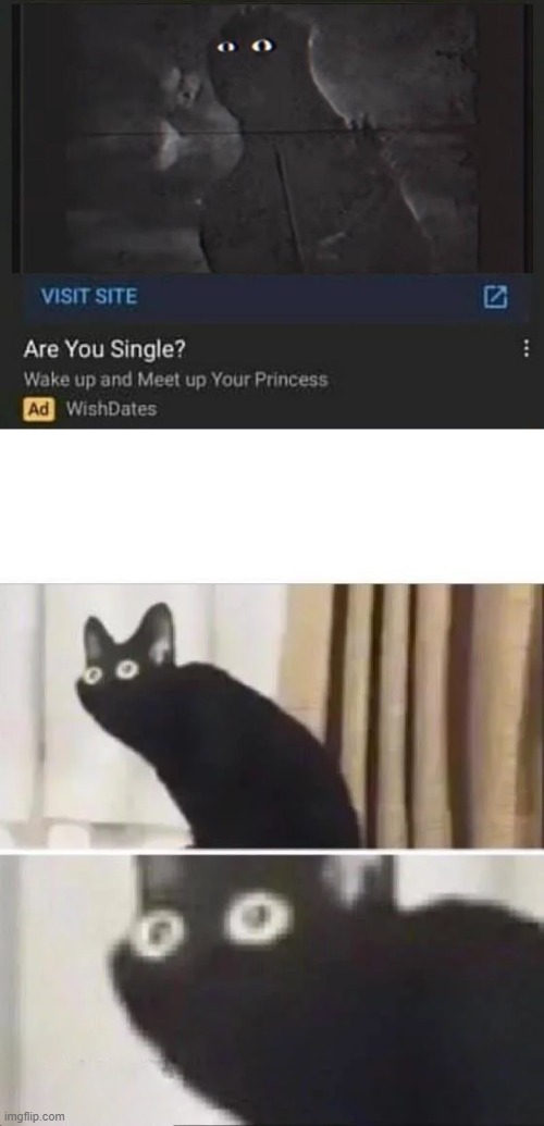 What kind of ad is this????? | image tagged in oh no black cat,creepy,oh god why | made w/ Imgflip meme maker